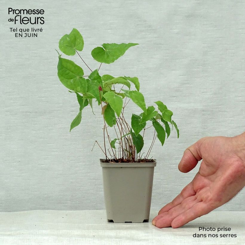 Epimedium Pink Elf - Barrenwort 8/9 cm pot sample as delivered in summer