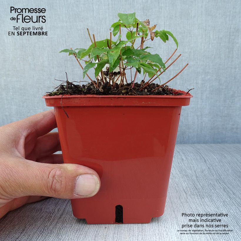 Epimedium Pink Elf - Barrenwort 1L/1.5L pot sample as delivered in autumn