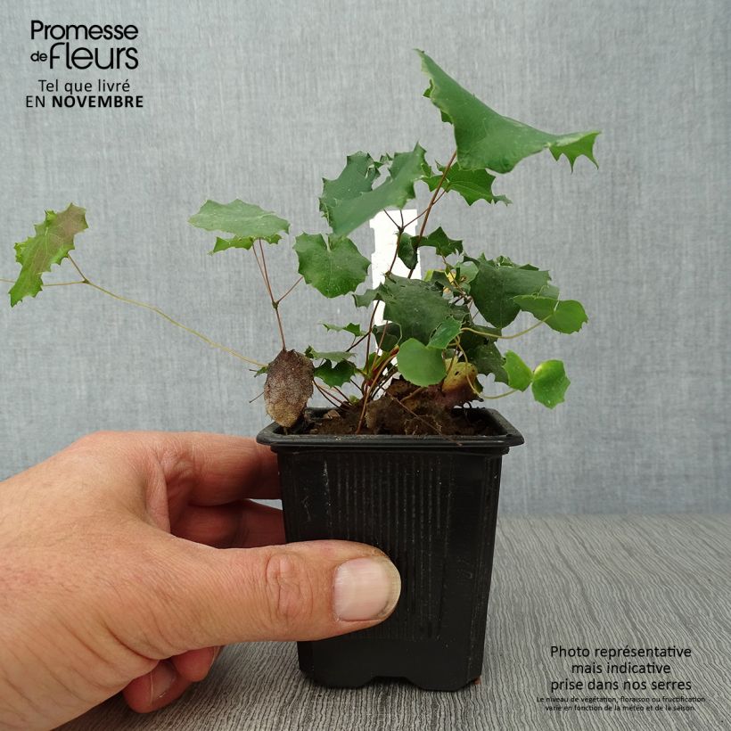 Epimedium pauciflorum - Barrenwort 8/9 cm pot sample as delivered in autumn
