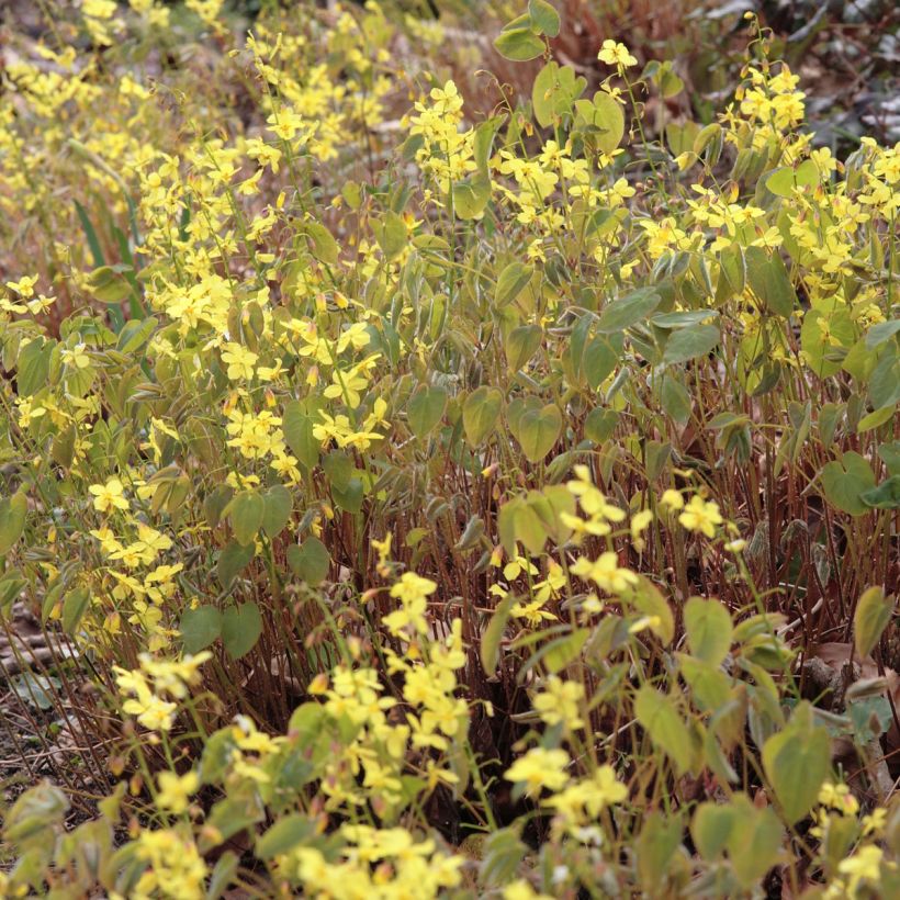 Epimedium pinnatum subsp. colchicum - Barrenwort (Flowering)