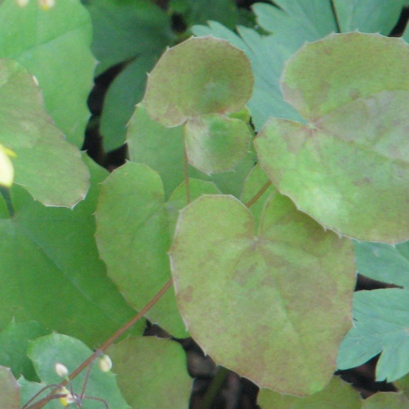 Epimedium platypetalum - Barrenwort (Foliage)
