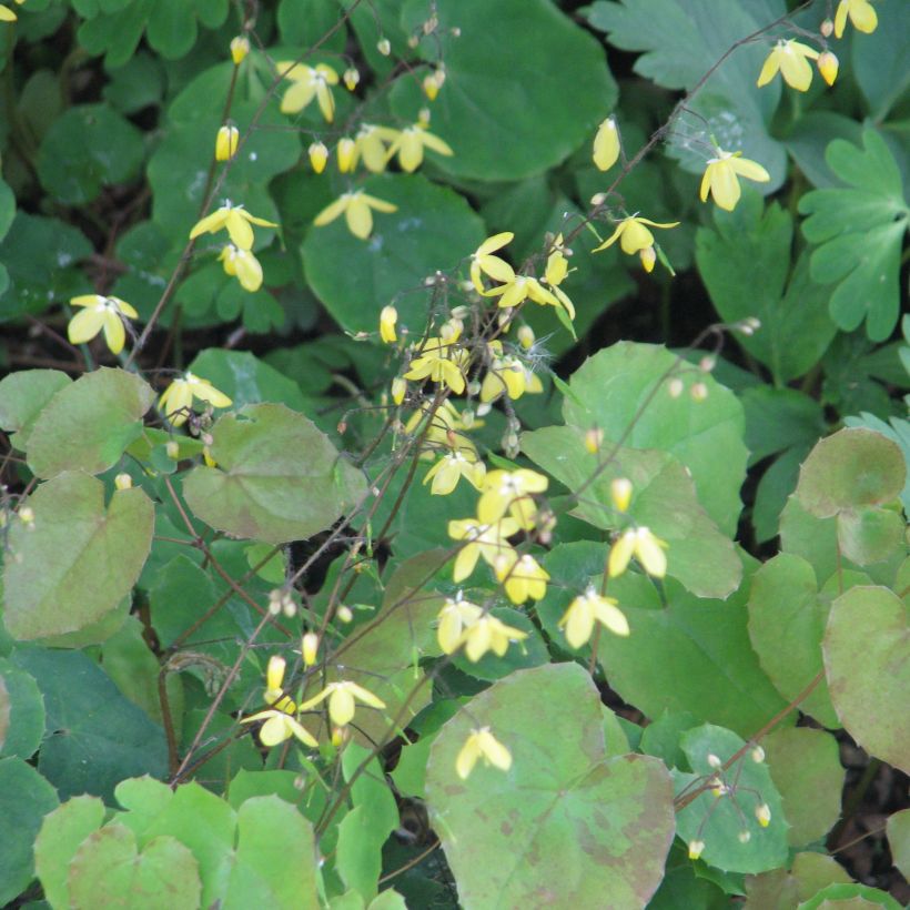 Epimedium platypetalum - Barrenwort (Plant habit)