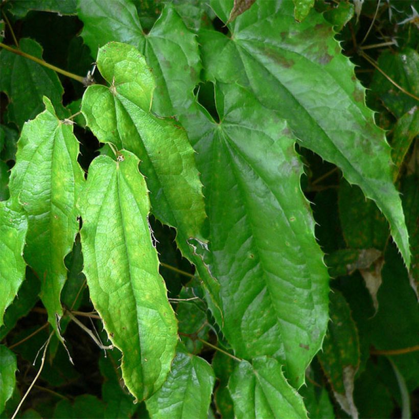 Epimedium pubescens - Barrenwort (Foliage)