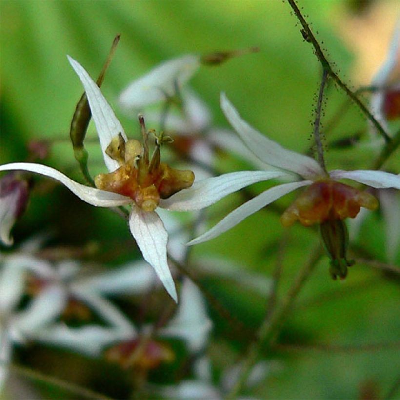 Epimedium pubescens - Barrenwort (Flowering)