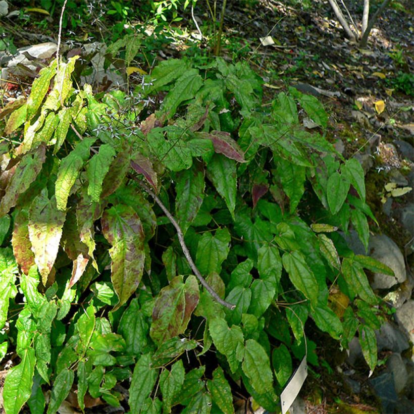 Epimedium pubescens - Barrenwort (Plant habit)