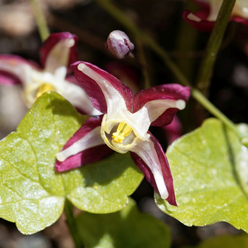 Epimedium x rubrum - Barrenwort (Flowering)