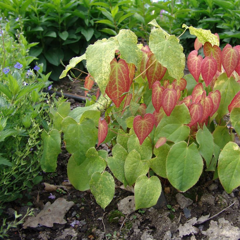 Epimedium x rubrum - Barrenwort (Plant habit)