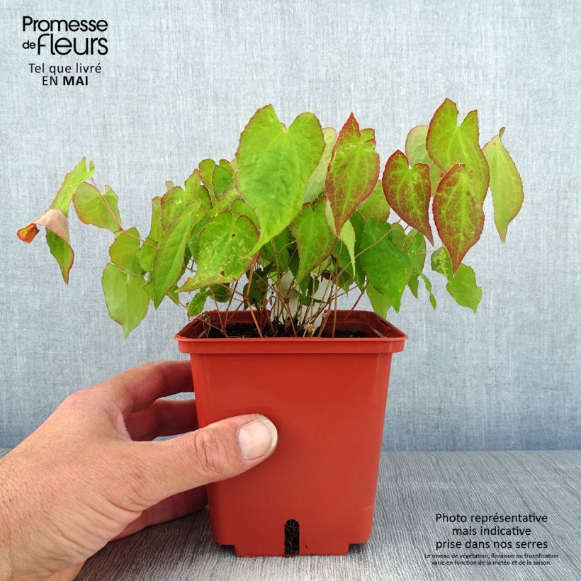 Epimedium rubrum Galadriel - Barrenwort 1L/1.5L pot sample as delivered in spring