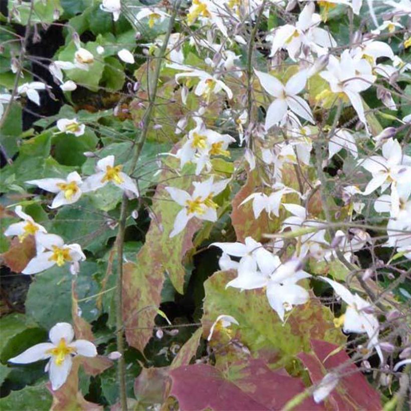 Epimedium stellulatum Wudang Star - Barrenwort (Flowering)