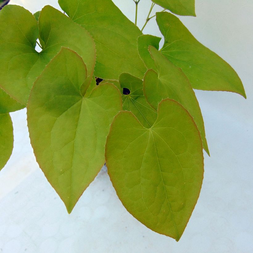 Epimedium x warleyense Ellen willmott - Barrenwort (Foliage)
