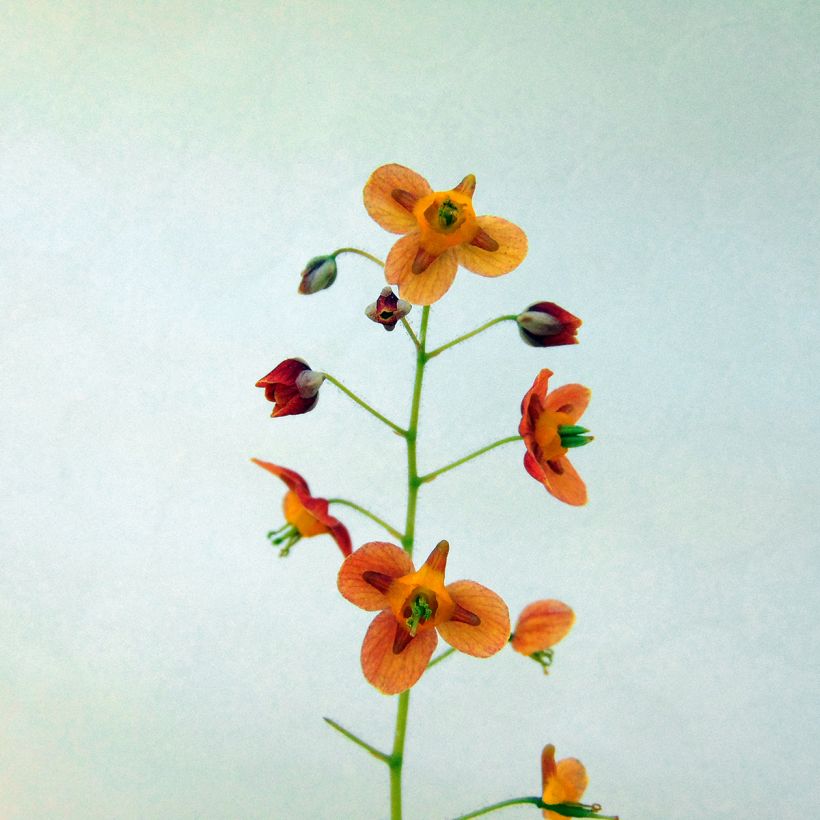Epimedium x warleyense Ellen willmott - Barrenwort (Flowering)