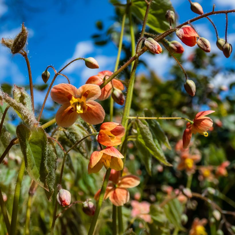 Epimedium x warleyense - Barrenwort (Flowering)
