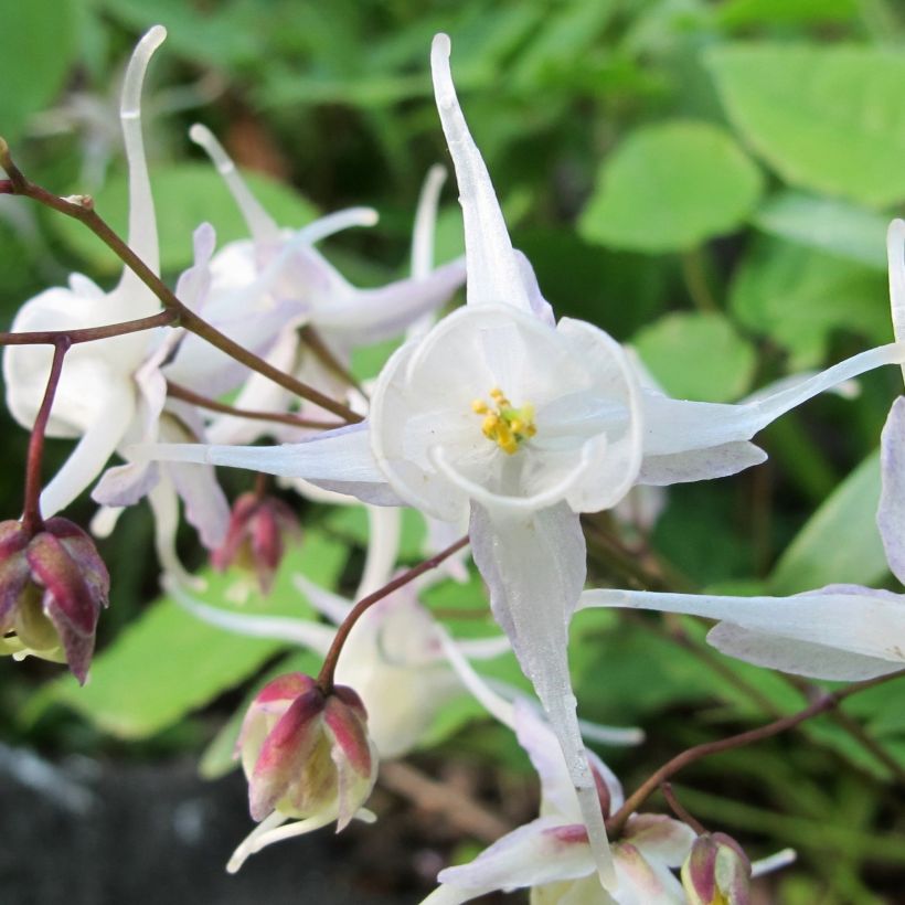 Epimedium x youngianum Niveum - Barrenwort (Flowering)