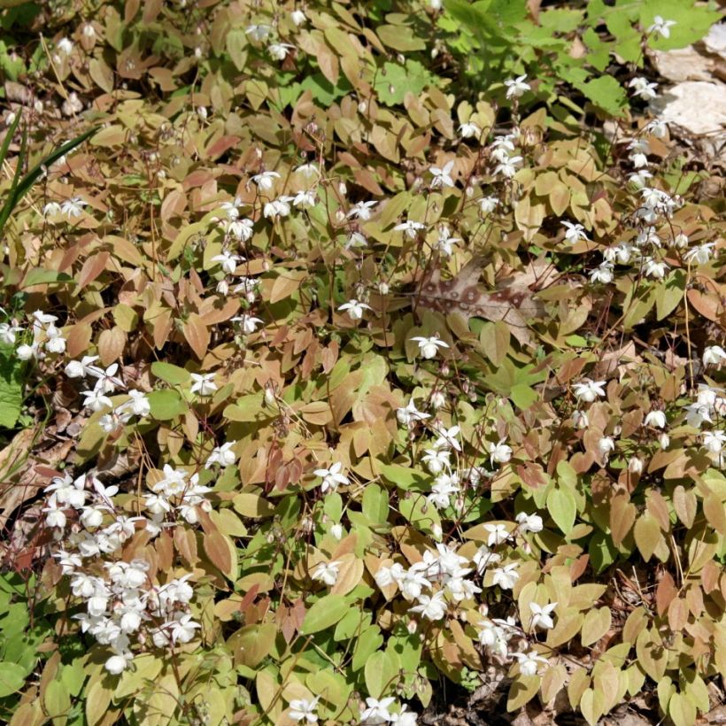 Epimedium x youngianum Niveum - Barrenwort (Plant habit)