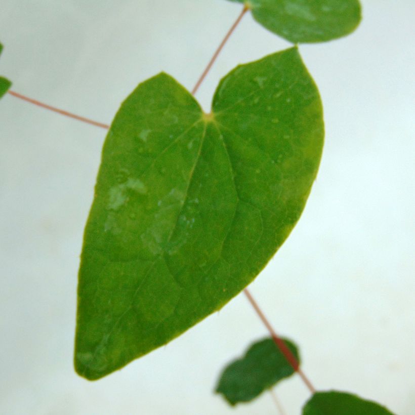 Epimedium x youngianum Niveum - Barrenwort (Foliage)