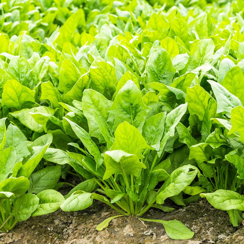 Beet, Perpetual Chard - Beta vulgaris (Plant habit)