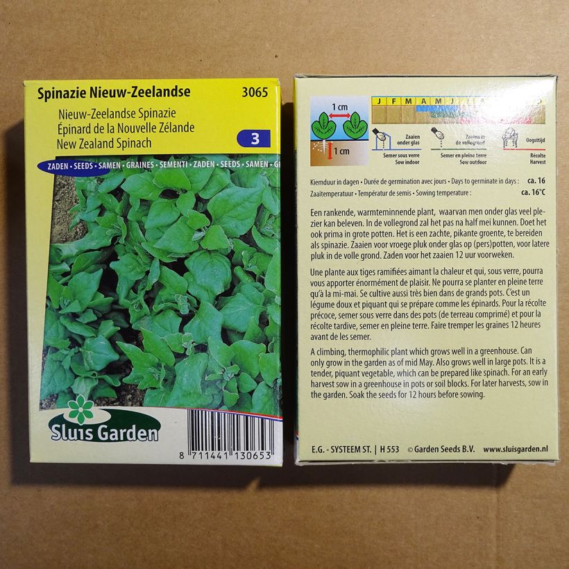 Example of New Zealand Spinach - Tetragone - Tetragonia tetragonioides specimen as delivered