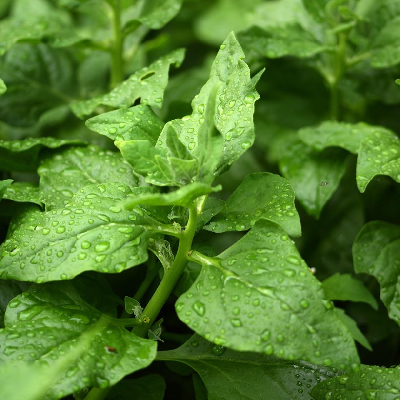 New Zealand Spinach - Tetragone - Tetragonia tetragonioides (Foliage)