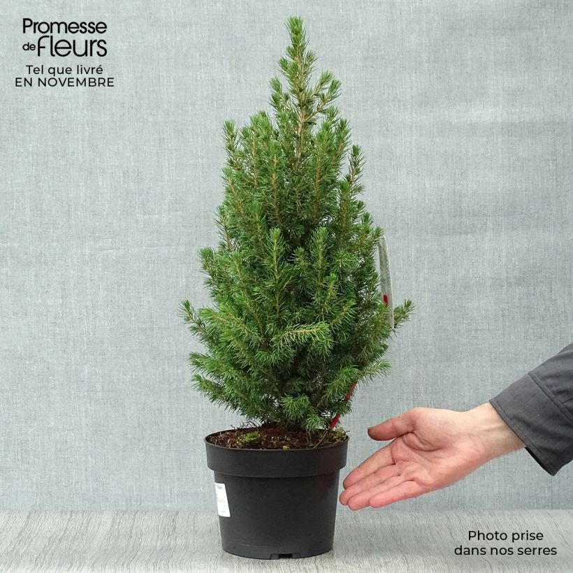 Epinette blanche - Picea glauca Conica en pot de 2/3L sample as delivered in autumn