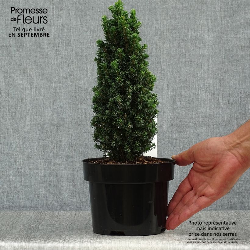 Epinette blanche - Picea glauca Piccolo Pot de 2L/3L sample as delivered in autumn