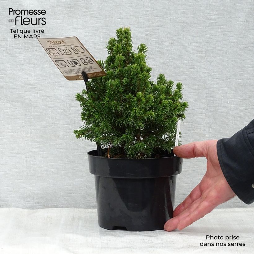 Picea glauca Rainbows End - White Spruce sample as delivered in spring