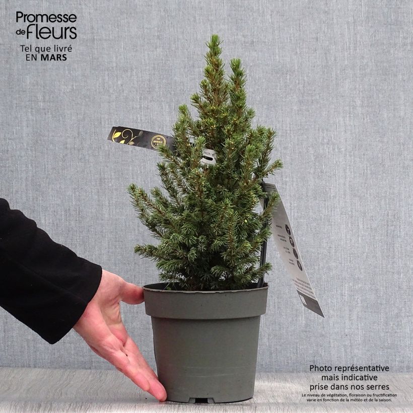 Epinette blanche - Picea glauca Sun on the Sky Pot de 2L/3L sample as delivered in spring