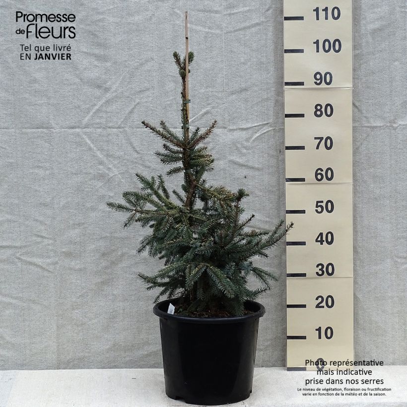 Epinette noire - Picea mariana Aurea  Pot de 12L/15L sample as delivered in winter