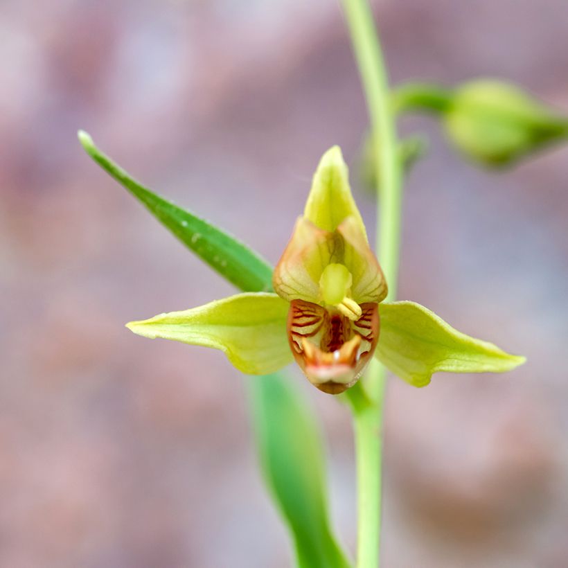 Epipactis gigantea (Flowering)