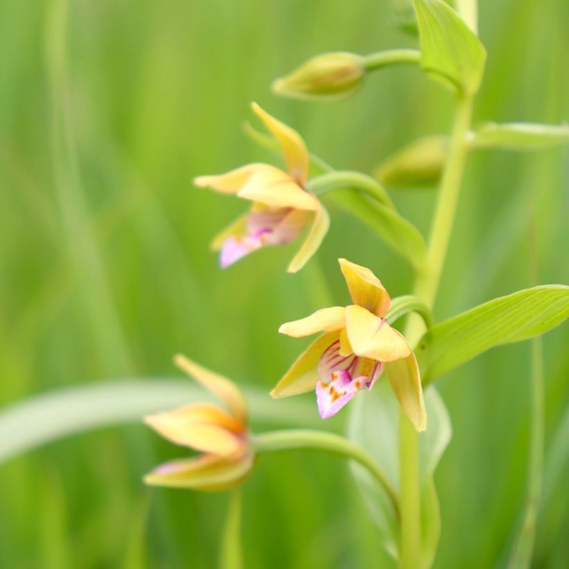 Epipactis thunbergii Yellow (Flowering)