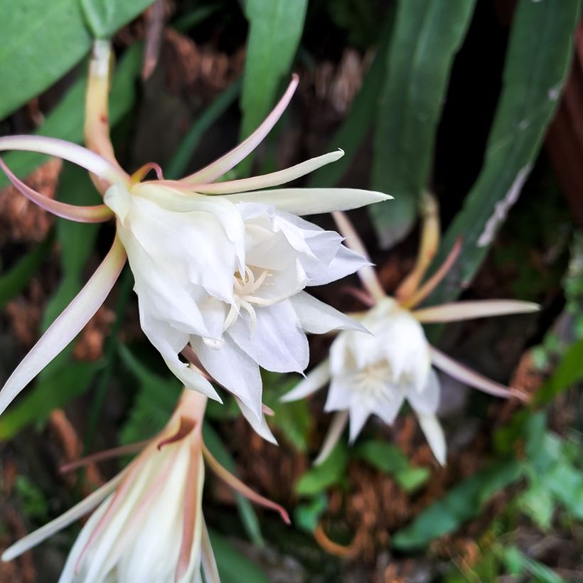 Fishbone cactus - Epiphyllum anguliger (Flowering)