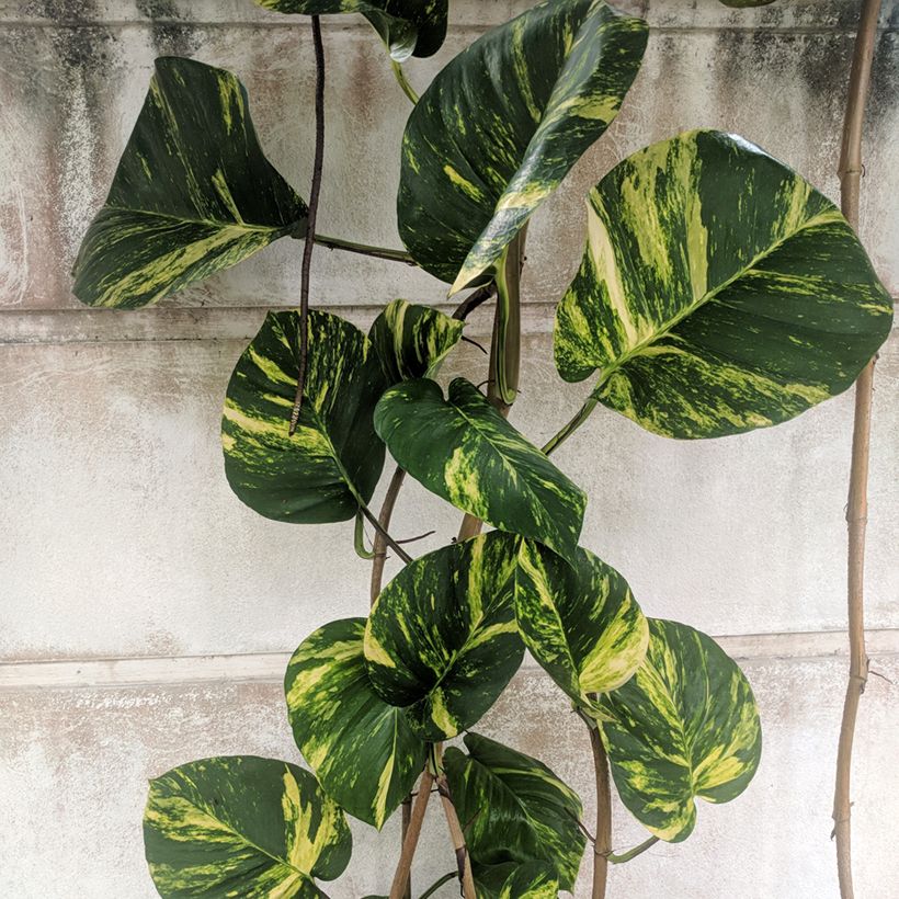 Epipremnum aureum - Golden Pothos (Foliage)