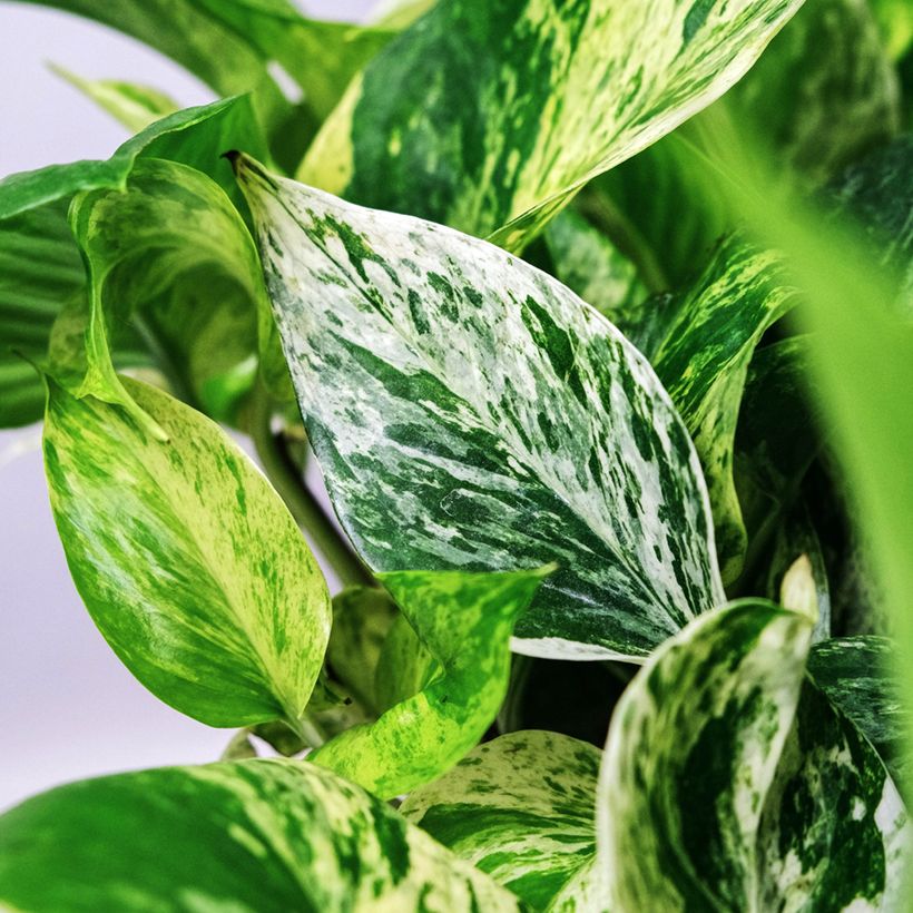 Epipremnum aureum Marble Queen - Golden Pothos (Foliage)
