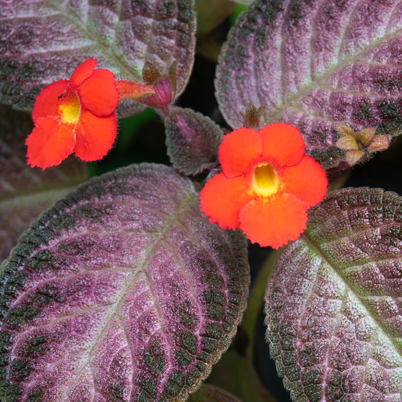 Episcia cupreata Malayan Gem - Flame violet (Flowering)