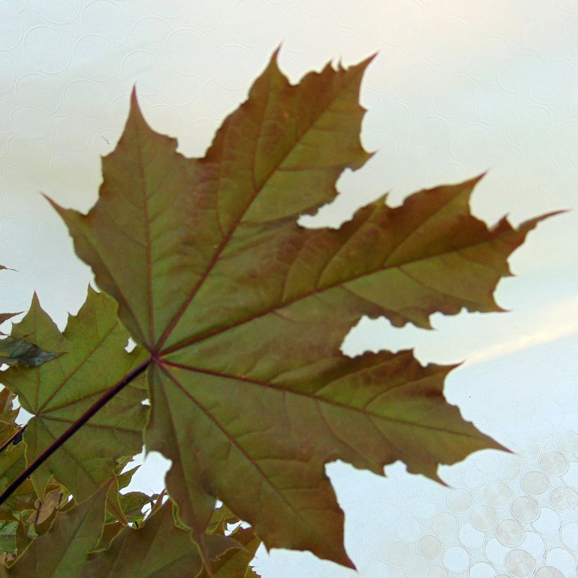 Acer platanoides Globosum - Maple (Foliage)