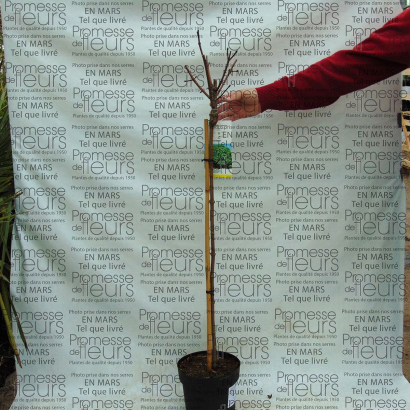 Example of Acer platanoides Globosum - Maple specimen as delivered