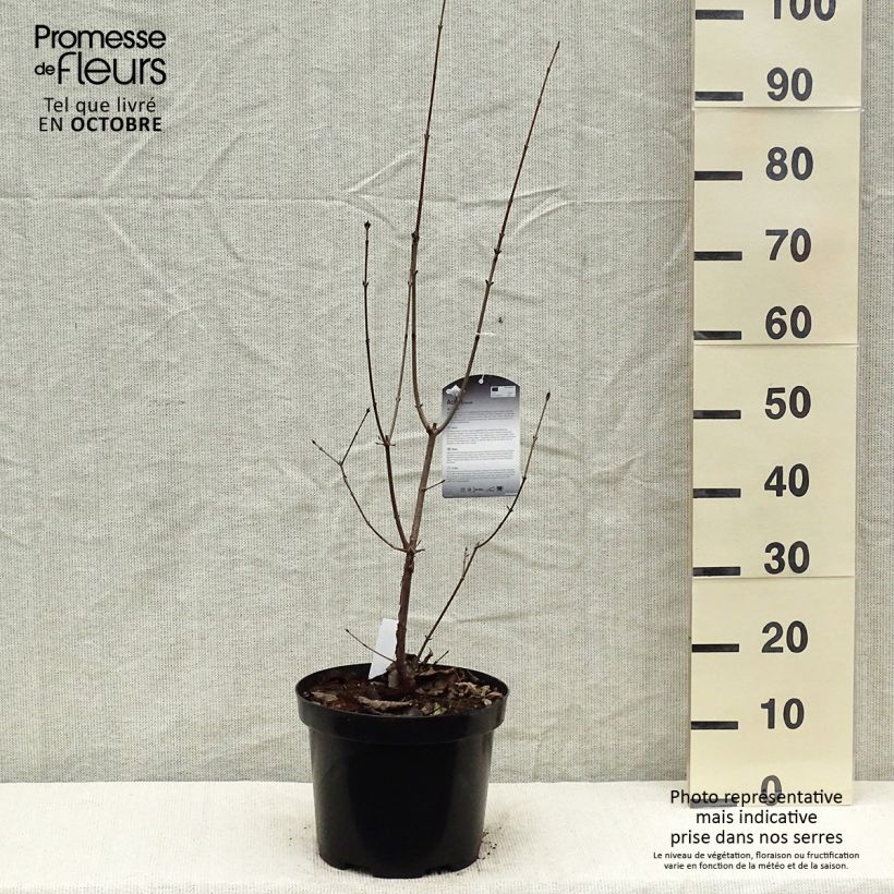 Érable cannelle - Acer griseum pot de 7.5L/10L sample as delivered in autumn