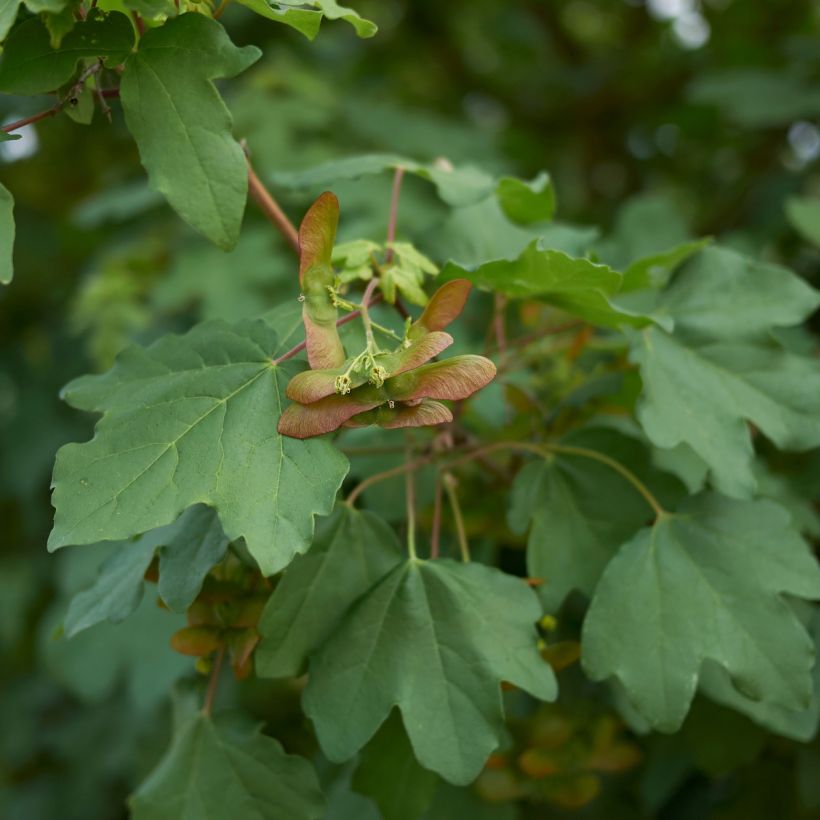 Acer campestre - Maple (Foliage)