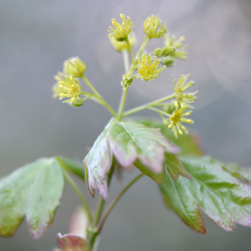 Acer campestre - Maple (Flowering)