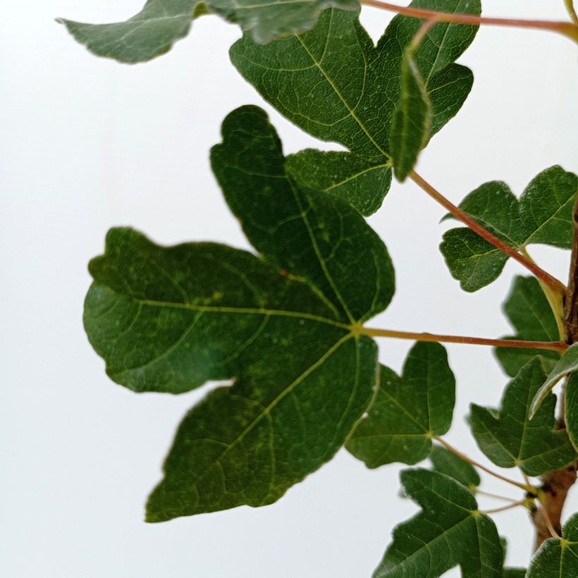 Acer monspessulanum  (Foliage)