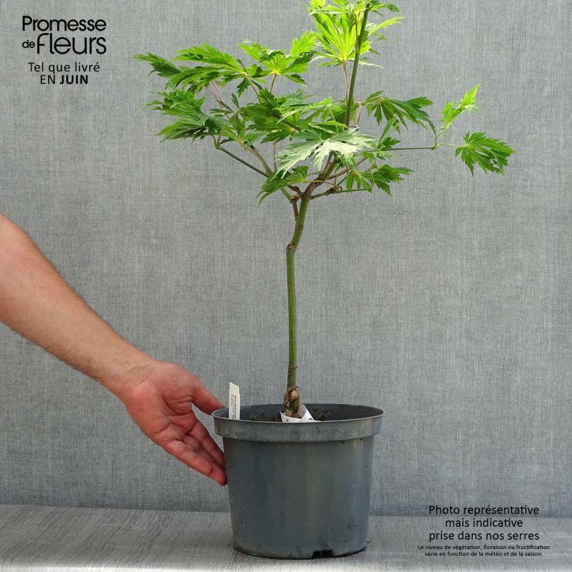 Acer japonicum Aconitifolium - Japanese Maple 4L/5L pot sample as delivered in summer