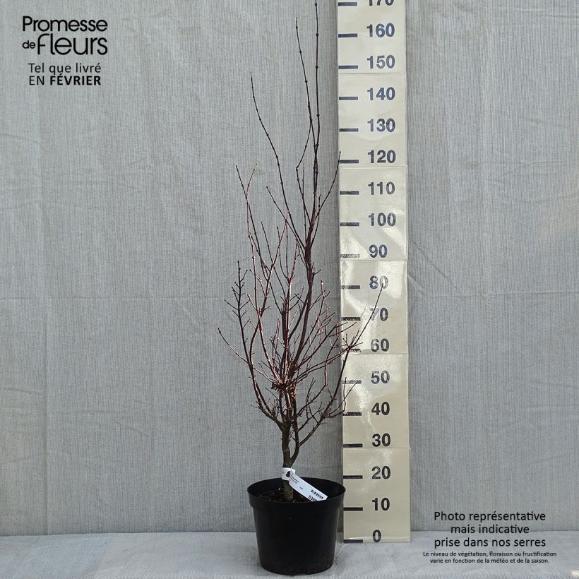 Érable du Japon - Acer palmatum Atropurpureum pot de 6L/7L 60/+ sample as delivered in winter