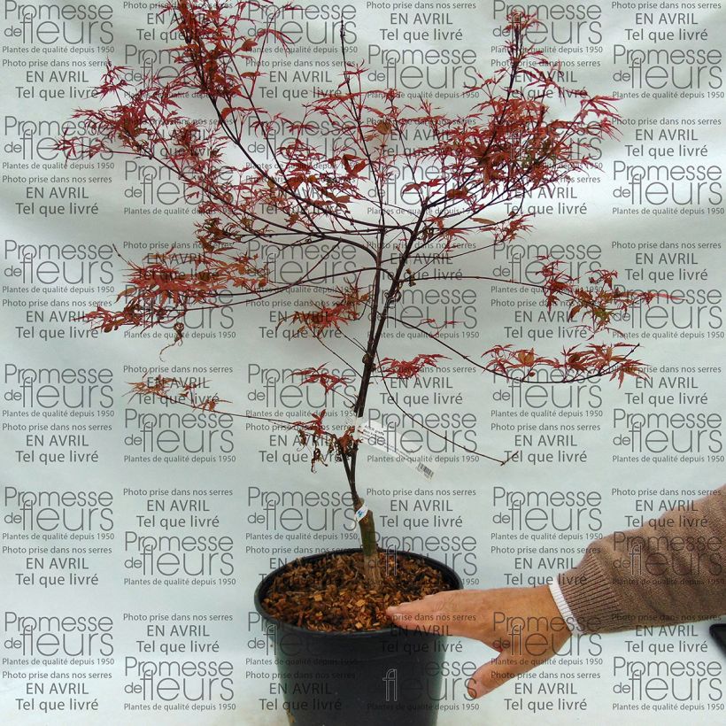 Example of Acer palmatum Beni-Komachi - Japanese Maple specimen as delivered