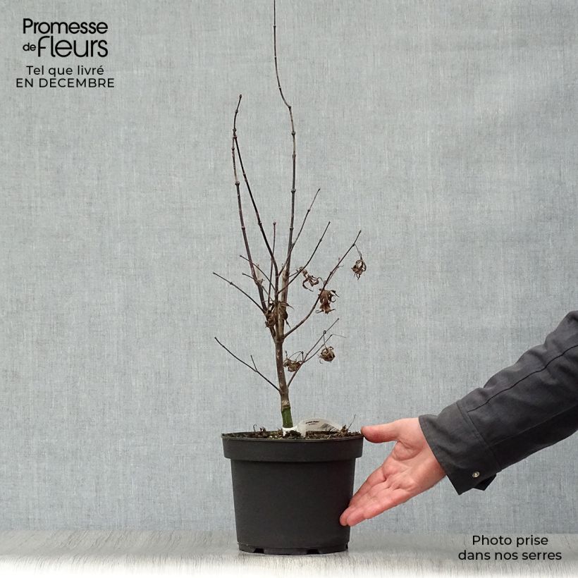 Erable du Japon - Acer palmatum Bloodgood pot de 3L/4L 40/60cm sample as delivered in winter