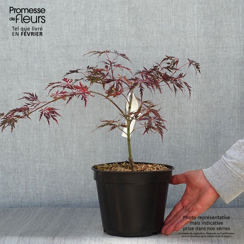 Érable du Japon - Acer palmatum Crimson Queen en pot de 2L/3L sample as delivered in autumn