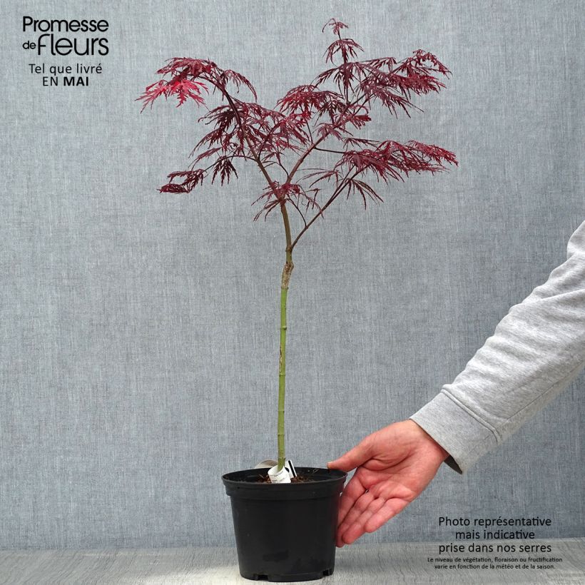 Acer palmatum susbp. dissectum Crimson Queen - Japanese Maple sample as delivered in spring