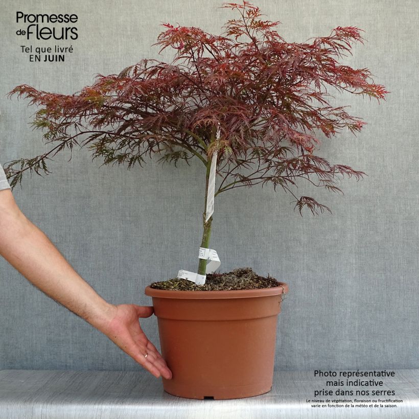 Acer palmatum Dissectum Garnet - Japanese Maple 6L/7L pot sample as delivered in summer