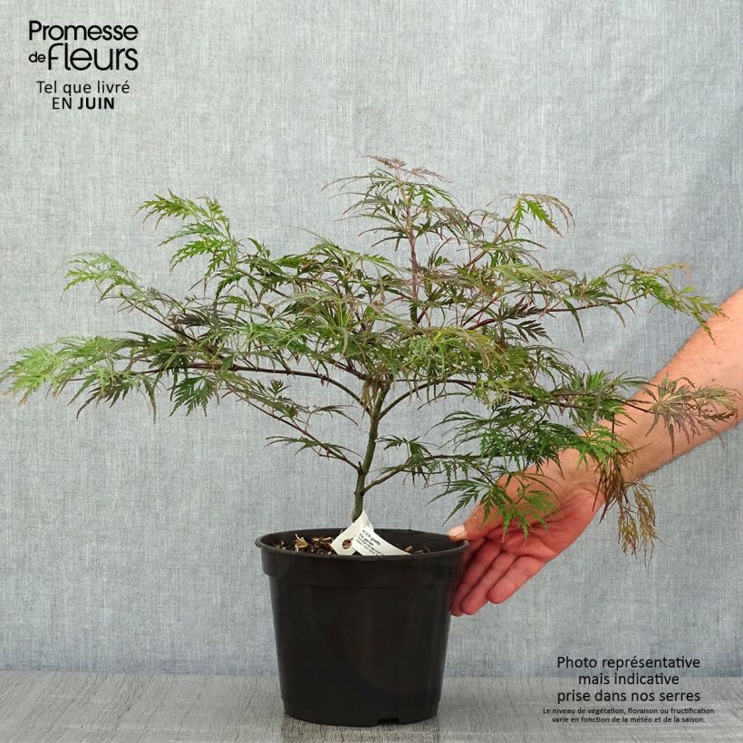 Acer palmatum Dissectum Garnet - Japanese Maple 3L/4L pot sample as delivered in summer