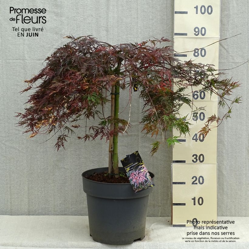 Acer palmatum Orangeola - Japanese Maple 7.5L/10L potShipped height around 50/60cm sample as delivered in spring