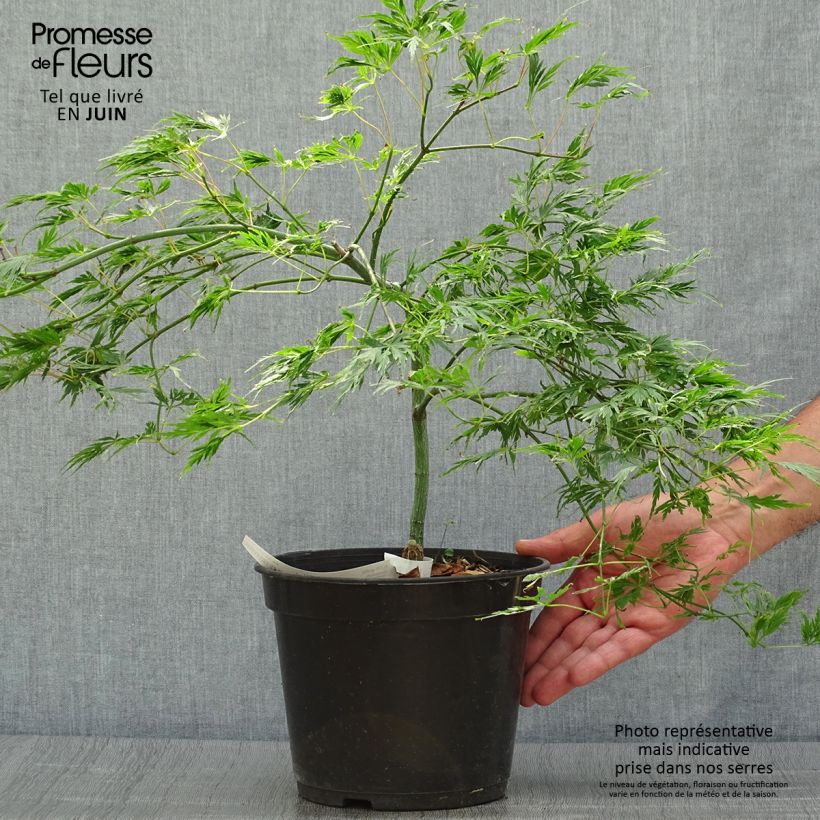 Acer palmatum Dissectum - Japanese Maple 3L/4L pot sample as delivered in summer