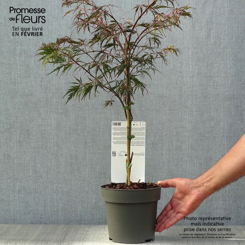 Erable du Japon - Acer palmatum Inaba-Shidare Pot de 3L/4L sample as delivered in autumn